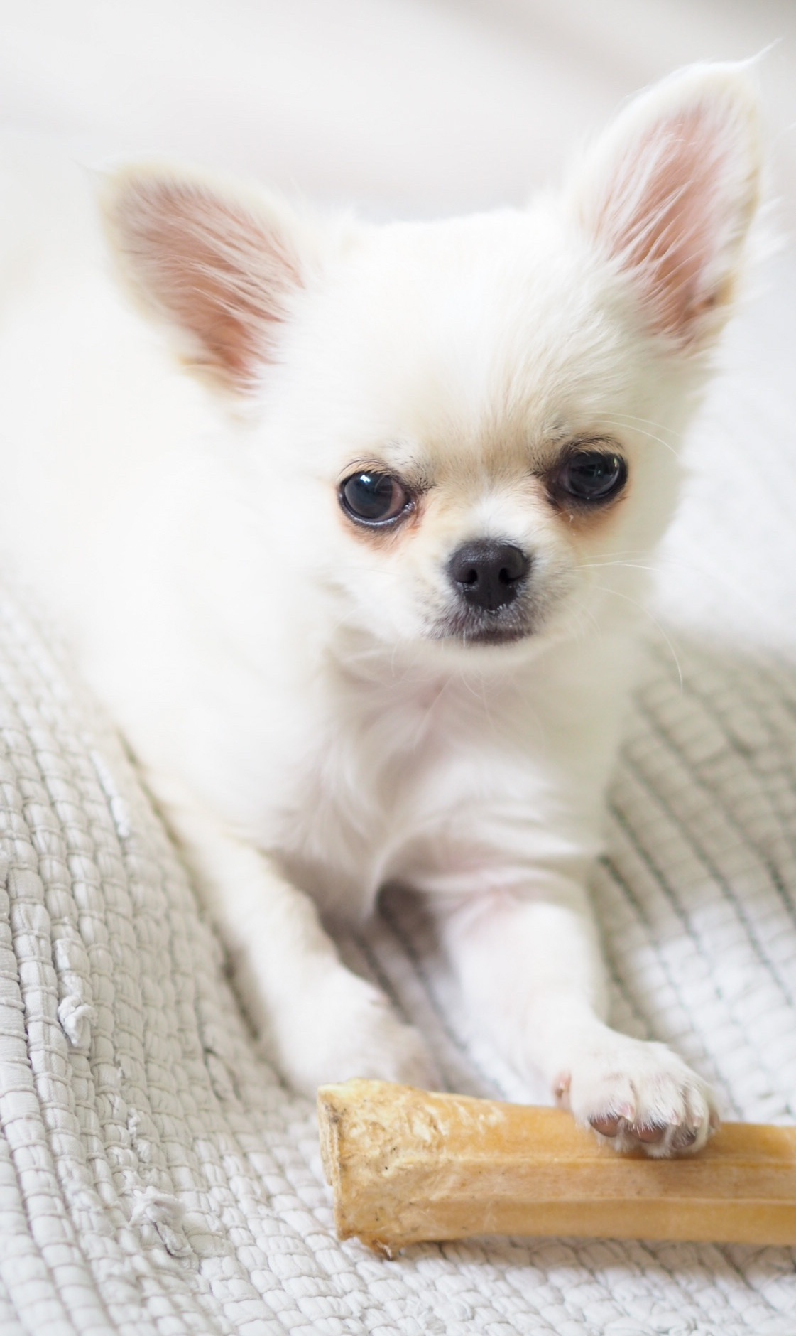 Kamala kun kaduttaa – No EI!