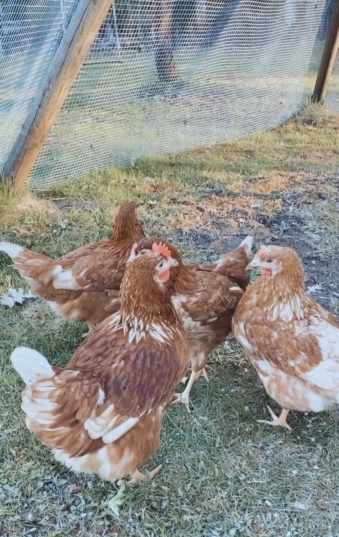 Ihanat ikiomat kanat