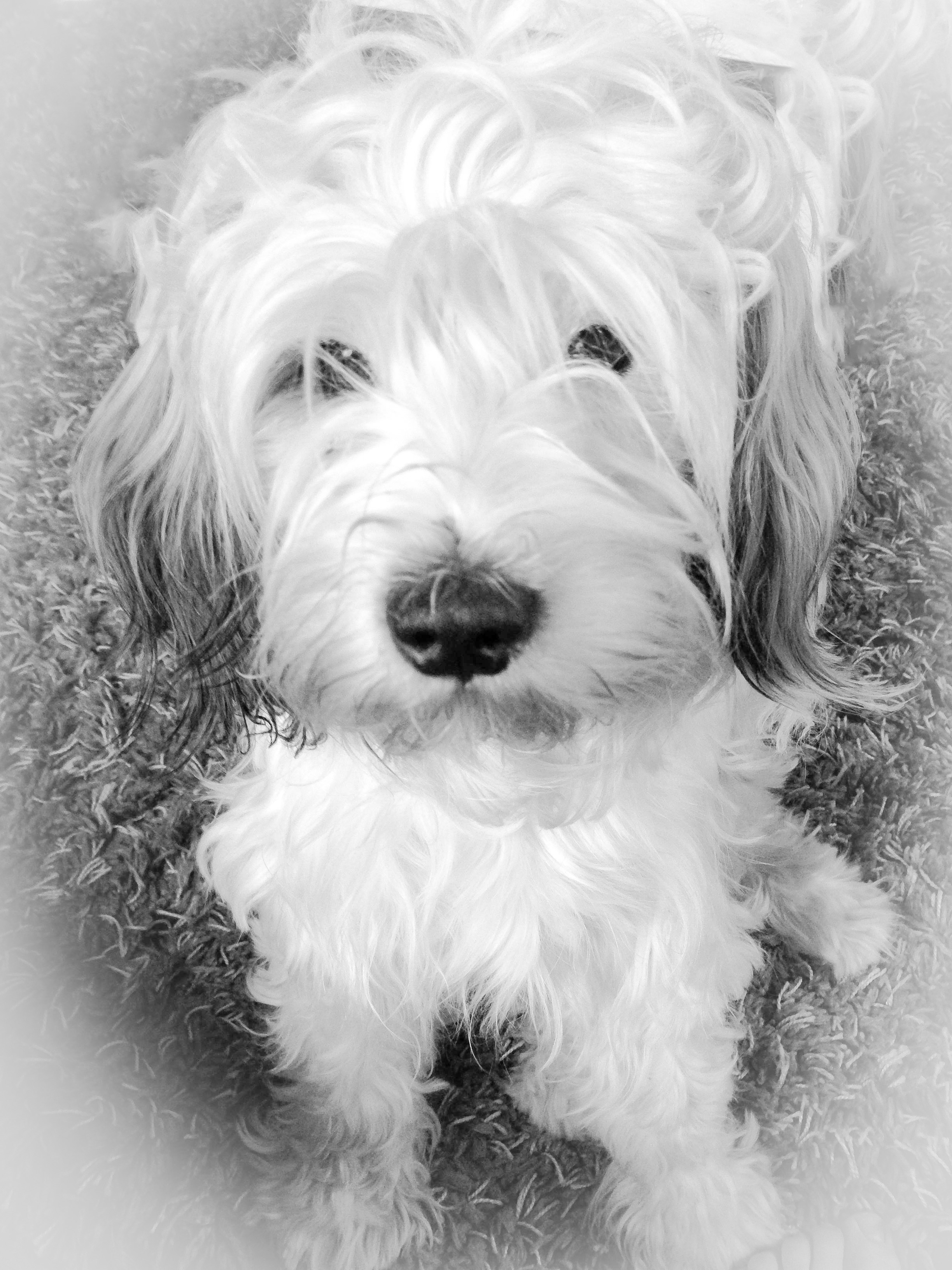 In memoriam Väinö, Pam-Zamirin Yippo